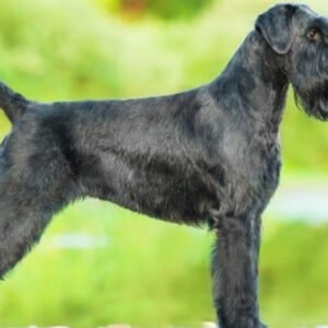 Wulfgar