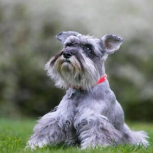 Ghost Schnauzers