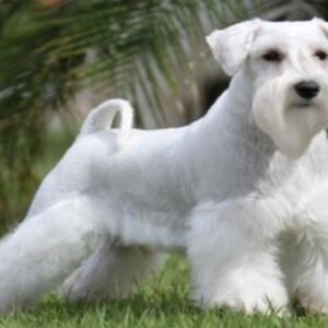 Rotten Schnauzers